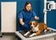 The use of lead foil in x-ray examinations in veterinary medicine.