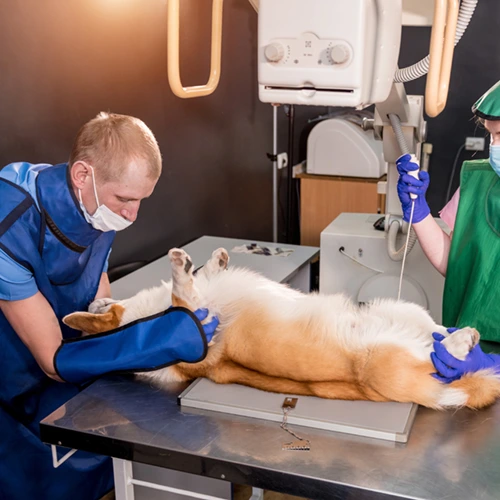 Veterinary facilities